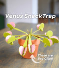 Venus Snack Trap: Unique Venus Flytrap-Inspired Bag Clips for Your Kitchen | ForgeCore